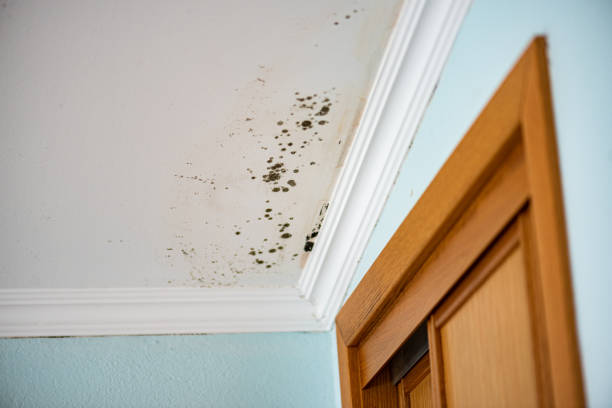 Best Emergency Mold Remediation in Ottawa Hills, OH